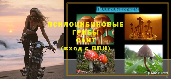 индика Гусев